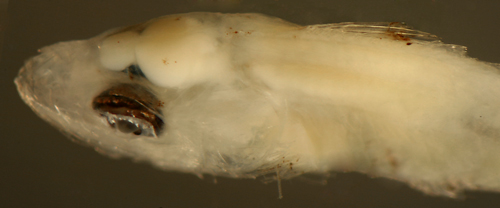 serranus tabacarius larvae