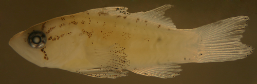 serranus tigrinus larvae