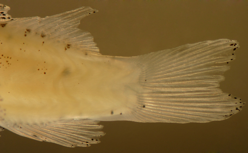 serranus larvae