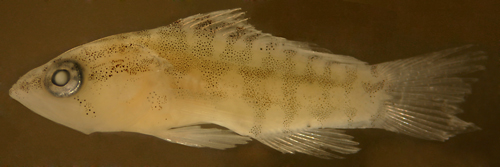serranus tigrinus larvae